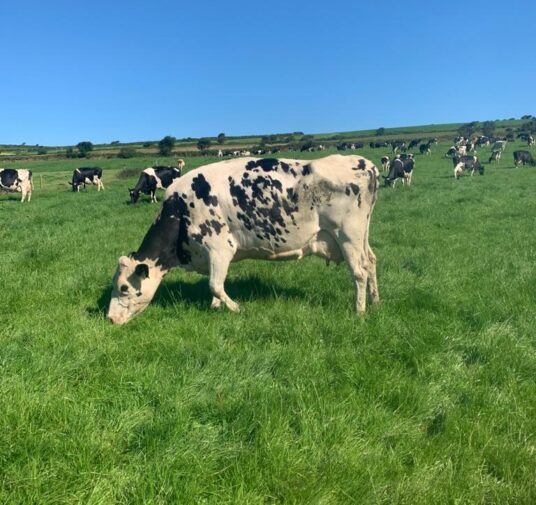 JULY 2020 West Cork Dairy Farmer